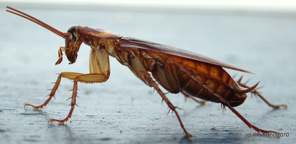 Natural Cockroach Control: Banishing Roaches without Chemicals