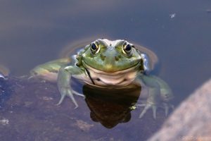 Frogs don't drink, they absorb water through their skin:
