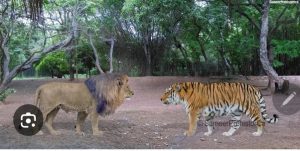 Who would win, the Siberian tiger or the African lion?
