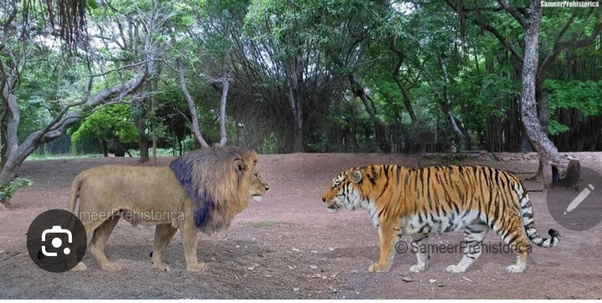 Who would win, the Siberian tiger or the African lion?