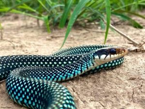 The Speckled Racer: A Fascinating Non-Poisonous Snake of the United States