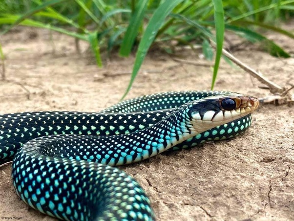 Is this the Most Beautiful Snake in the World?