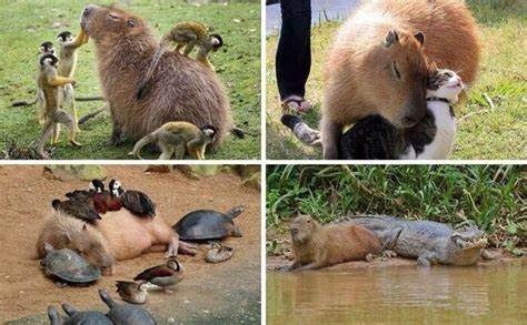 The Fascinating Capybara: Largest Rodents with Unique Adaptations