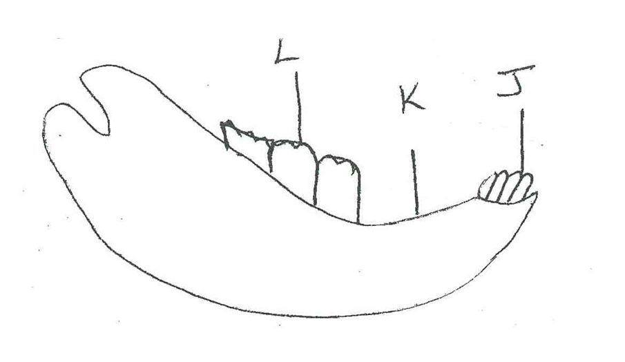 The          diagram below represents the lower jaw of a mammal