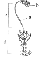 The figure below represents a plant.