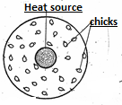 Draw a          diagram to show the behavior of the chicks if the temperature in          the brooder is the correct one