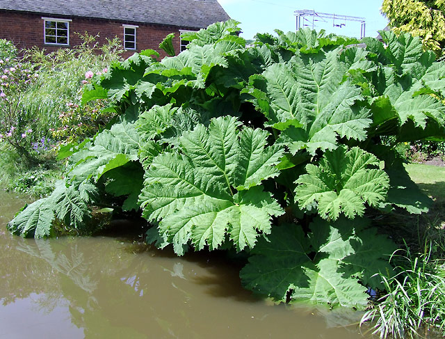 Gunnera Manicata by the Trent and Mersey Canal