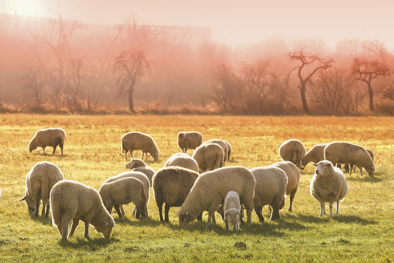 Flock of sheep on meadow