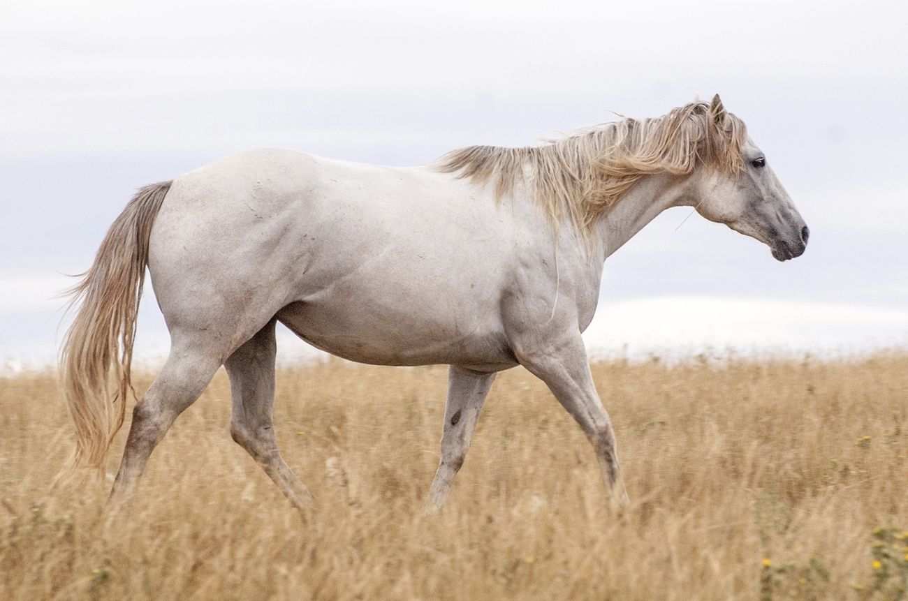 Wild gray horse image