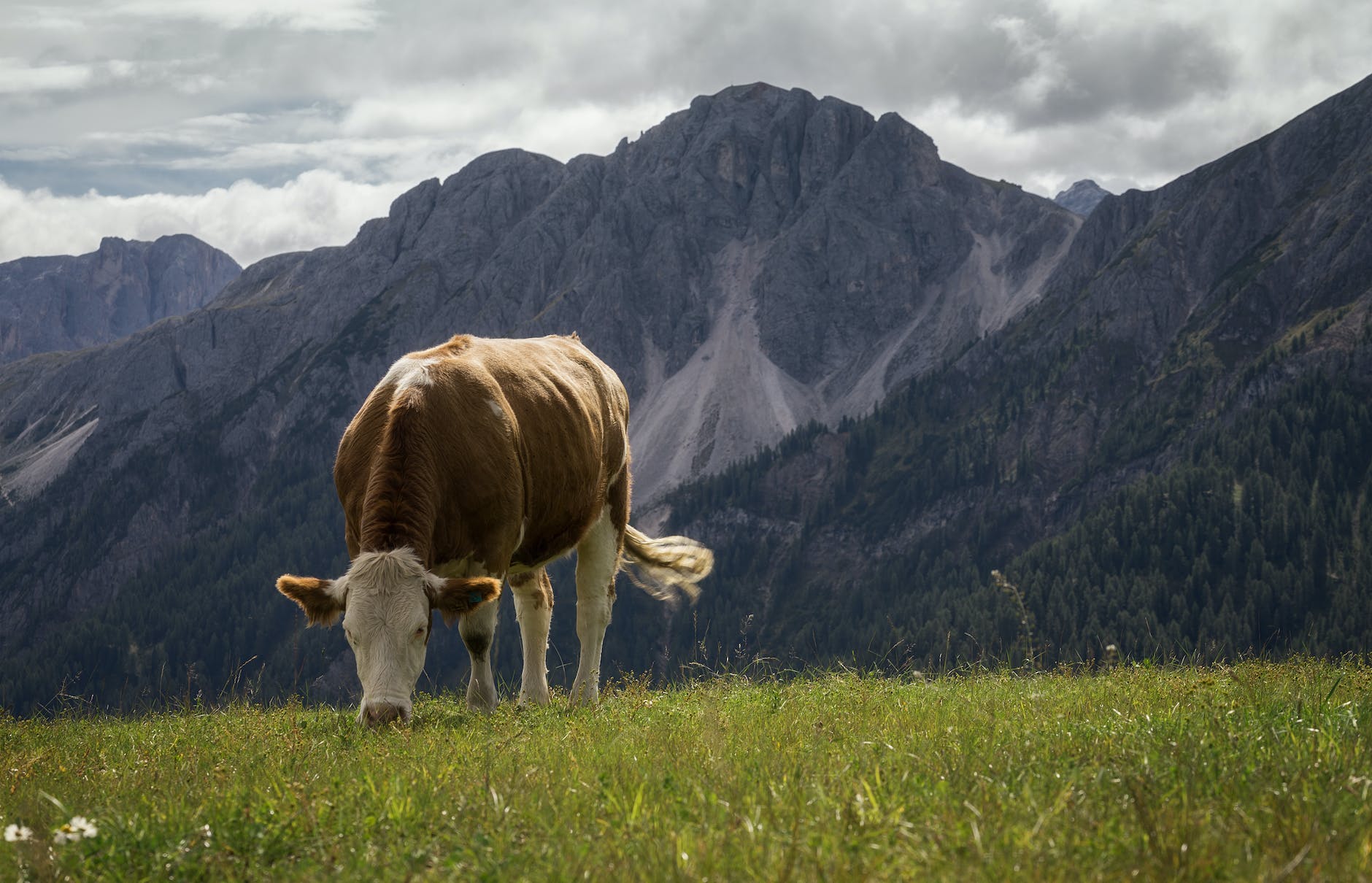 white and brown cow nearby mountains