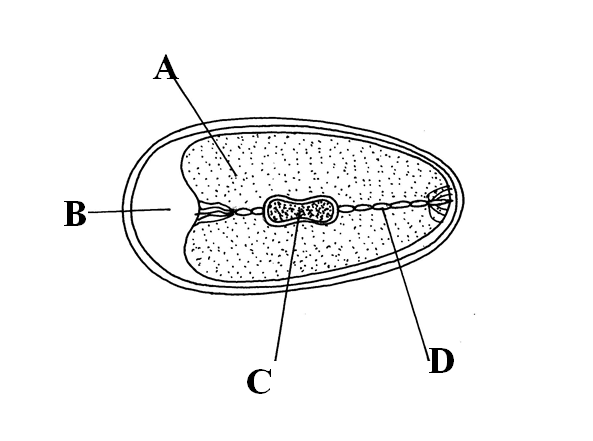 labelled diagram of an egg